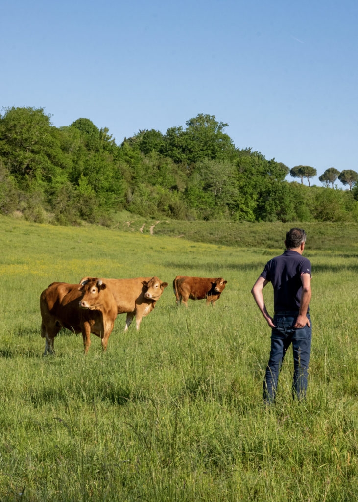 Hugo Desnoyer dans les champs avec les vaches