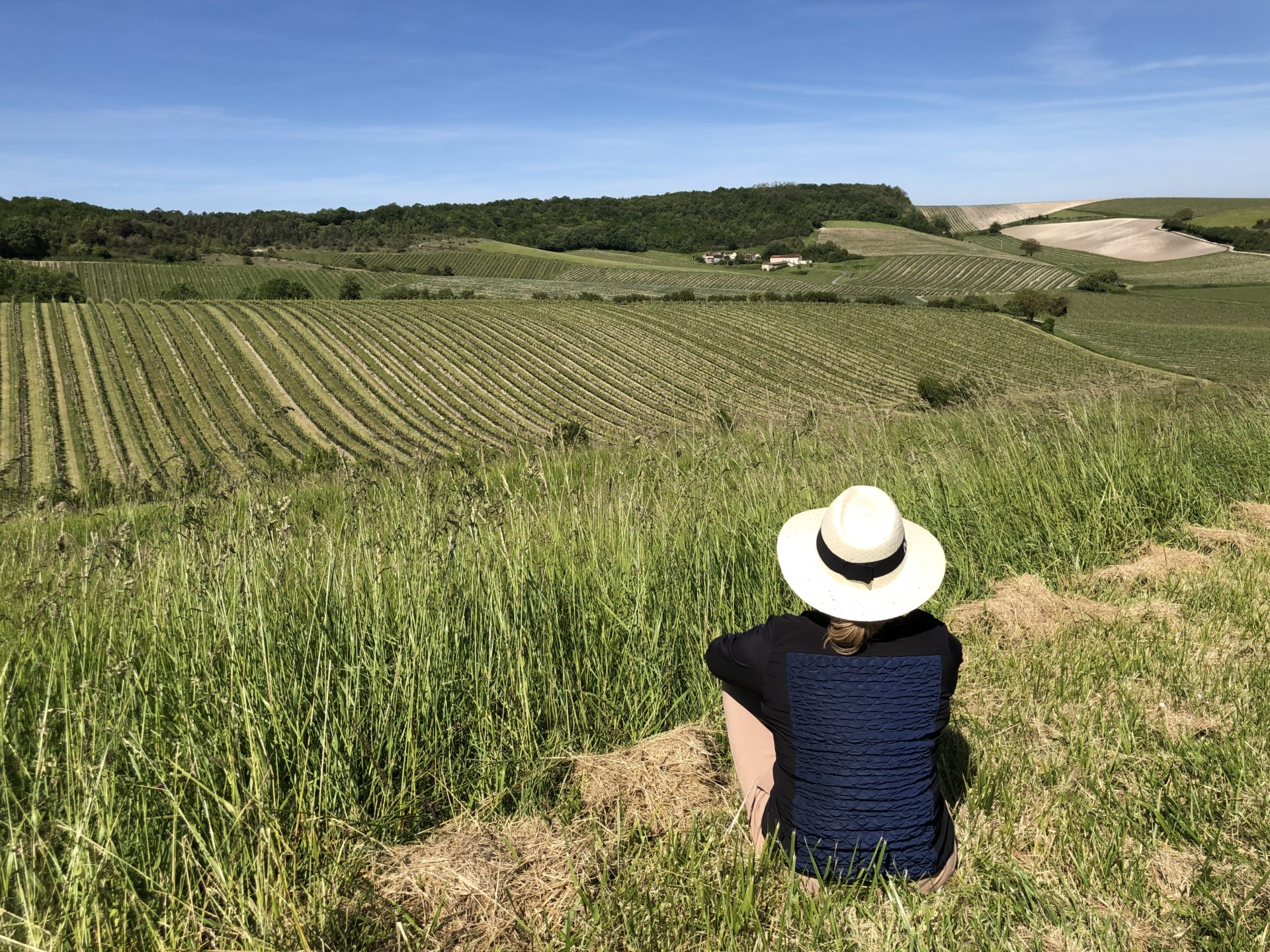 devant les vignes pendant l'écriture de mon livre