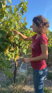 Elise du domaine Guillon Painturaud effectuant un contrôle de maturité