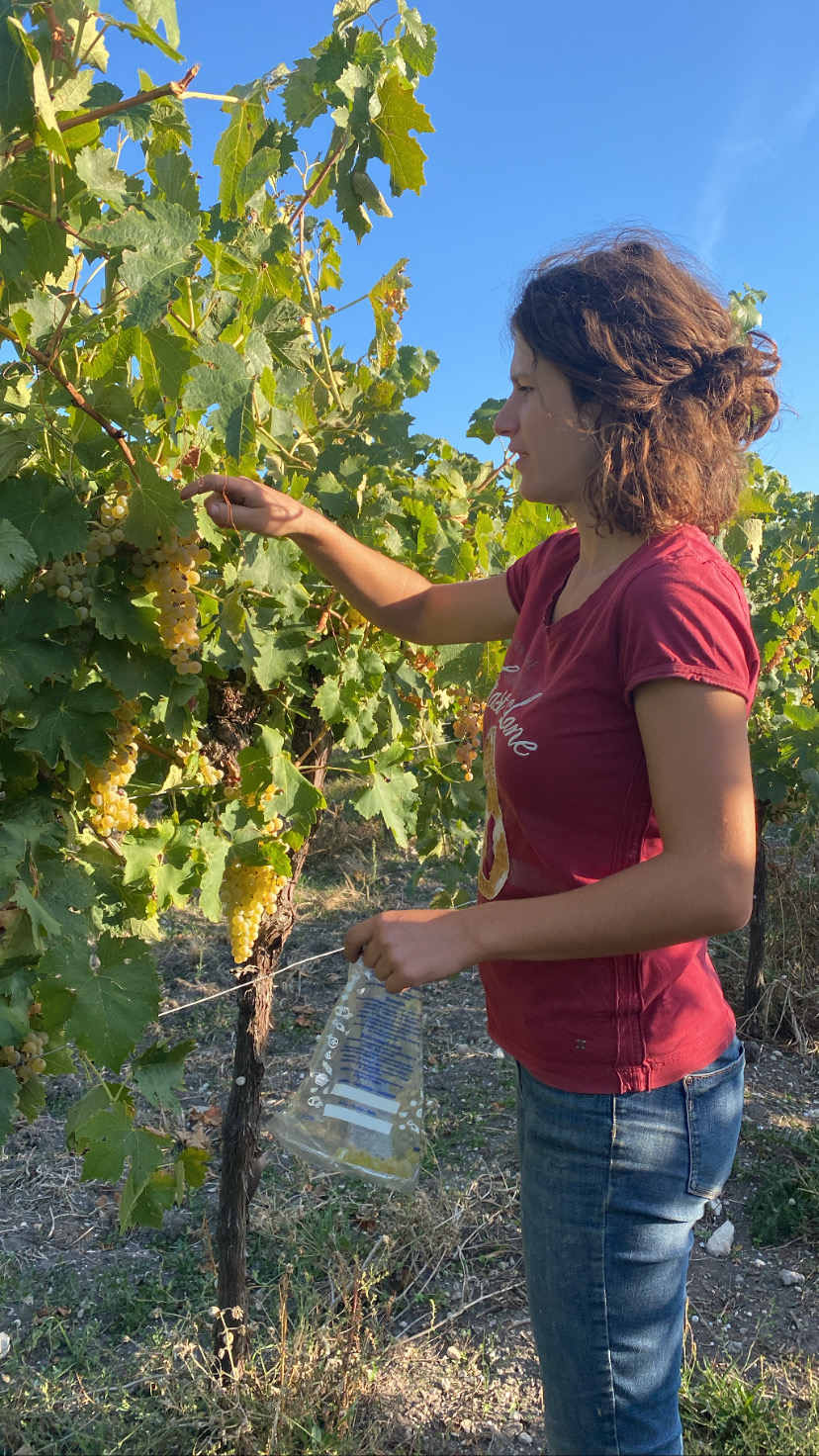 Elise du domaine Guillon Painturaud effectuant un contrôle de maturité